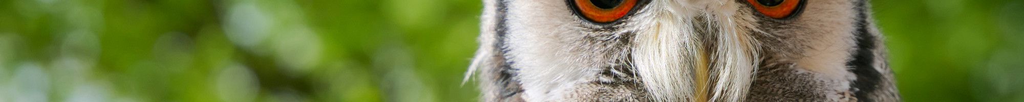 Close up of an owl with green trees in the background.
