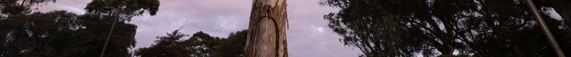 CGD scar tree surrounded by grass.