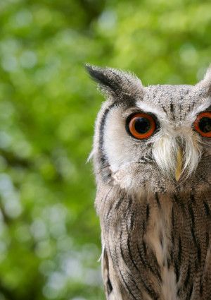 Close up of an owl with green trees in the background.