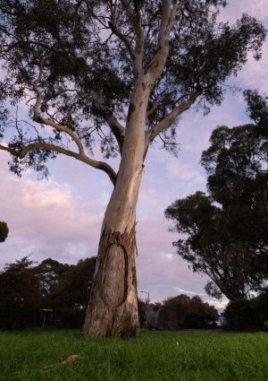 CGD scar tree surrounded by grass.